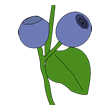 blueberry-2.gif