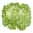 lettuce-2.gif