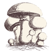 mushrooms.gif
