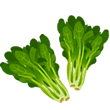 spinach-2.gif